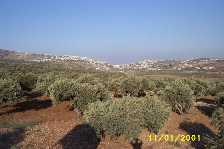 Olive Groves of Aqraba