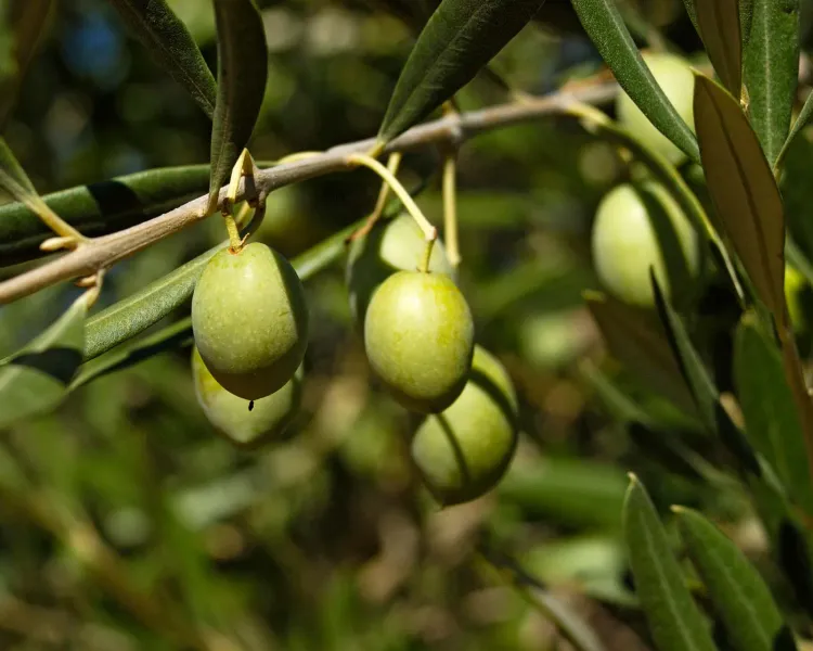 Olive Groves of Itea