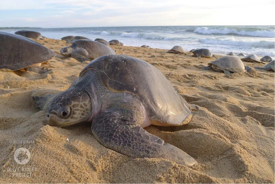 Olive Ridley Sea Turtle Nesting Site