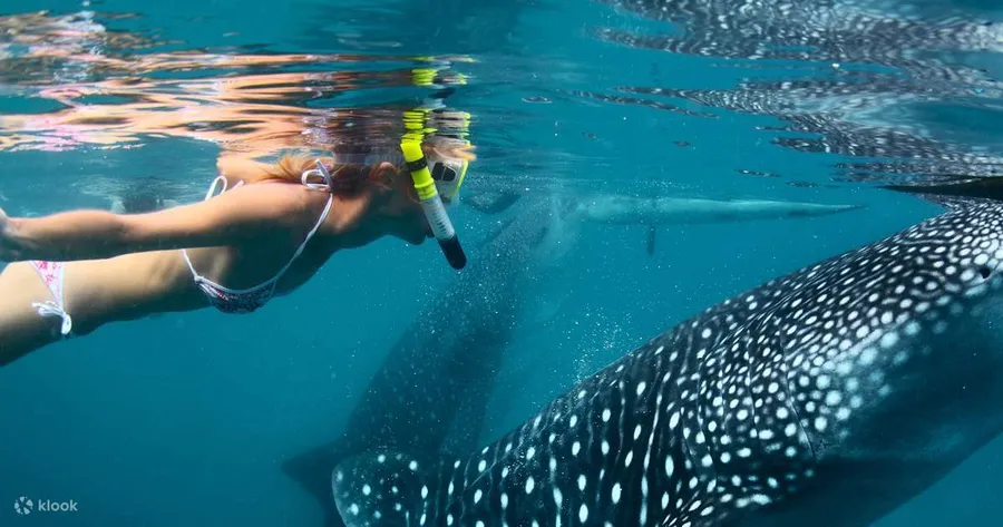 Oslob Whale Shark Watching