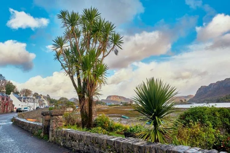 Plockton Palm Trees