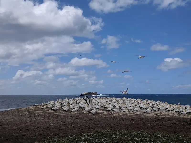 Point Danger Gannet Colony