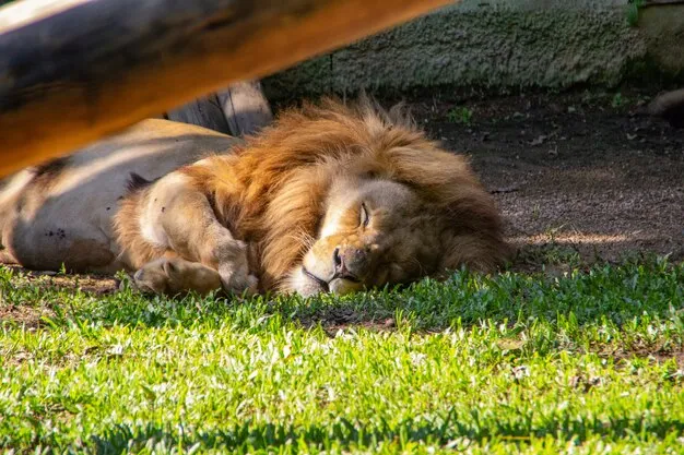 Pomerode Zoo