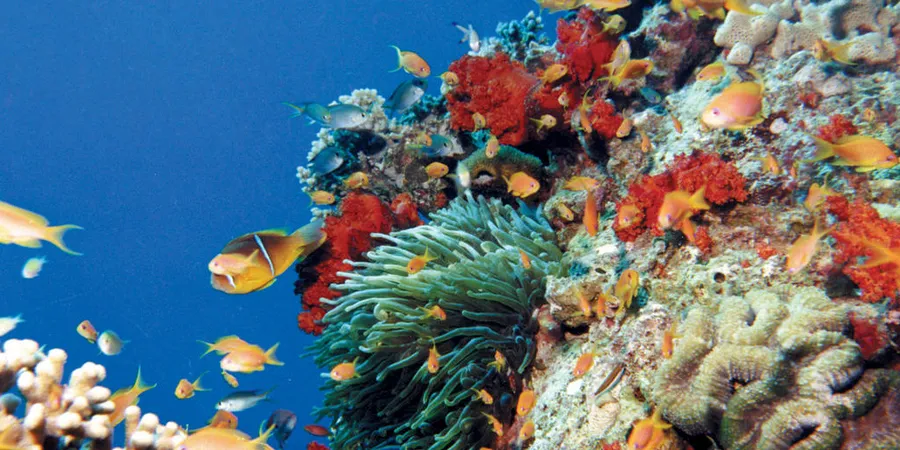 Red Sea Diving