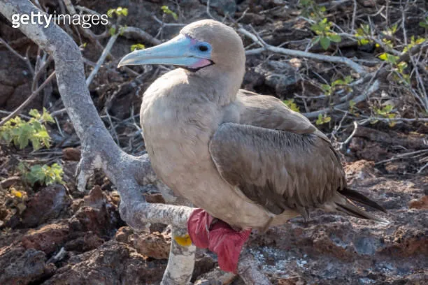 Red-Footed Booby Colony