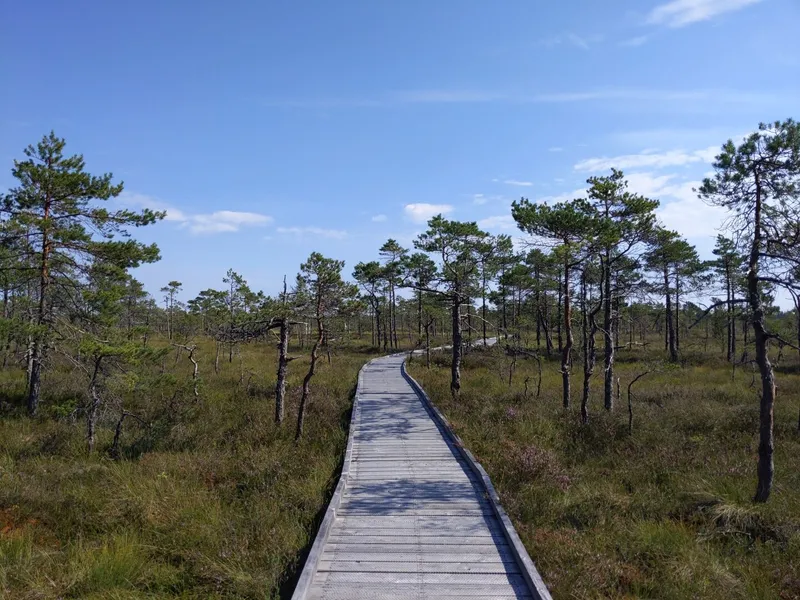 Riisa Bog Boardwalk