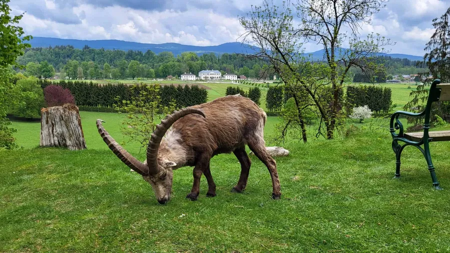 Rosegg Animal Park