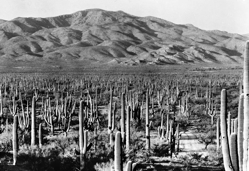 Saguaro National Park (East)