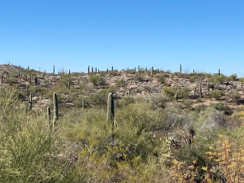 Saguaro National Park (Rincon District)