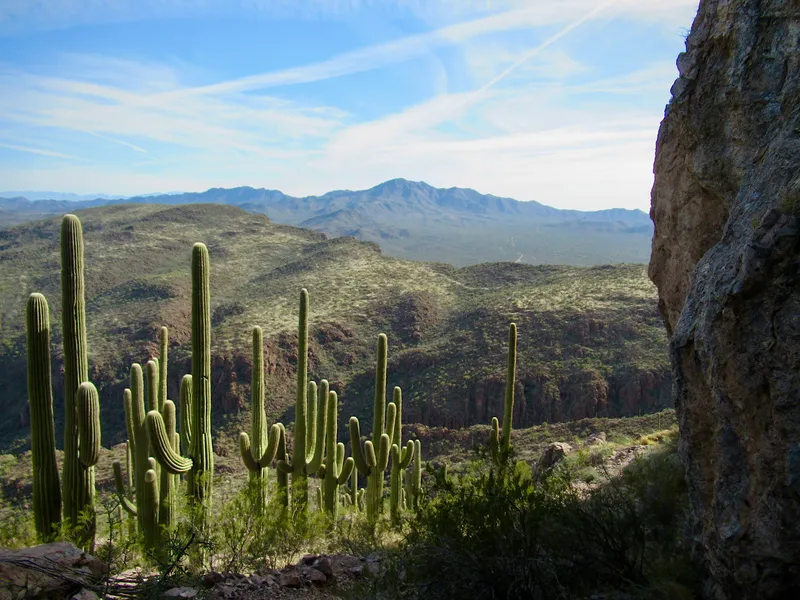 Saguaro National Park (east or west district)