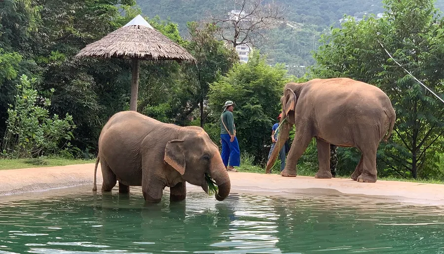 Samui Elephant Sanctuary