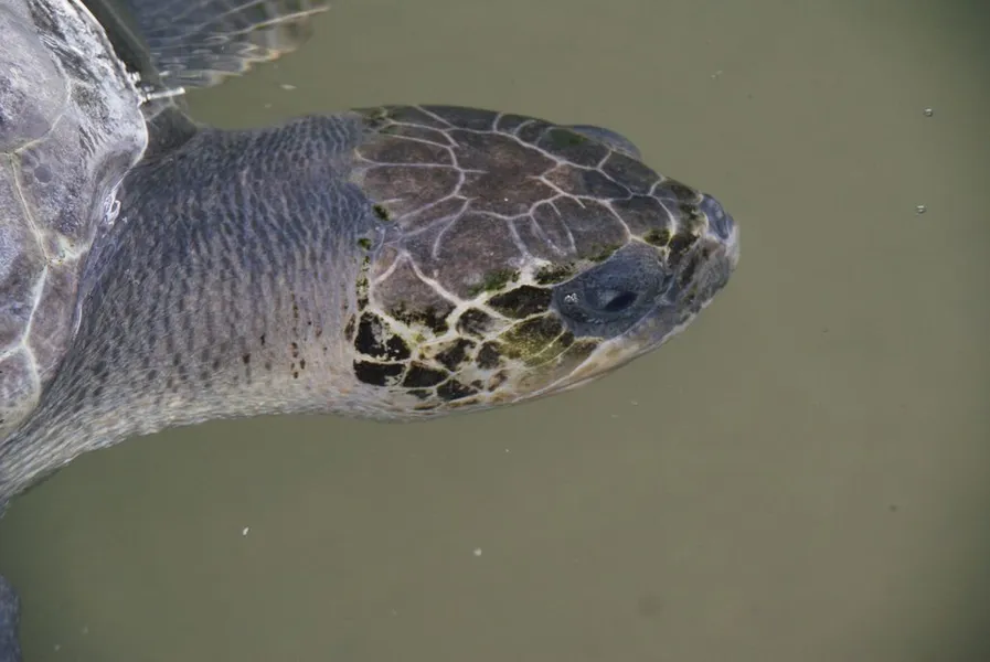 Sea Turtle Farm and Hatchery
