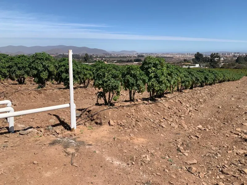Sendero Ecológico La Papaya