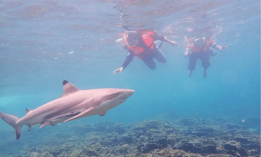 Shark Point