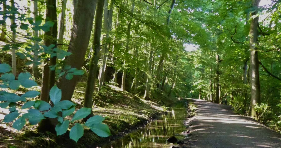 Skipton Woods