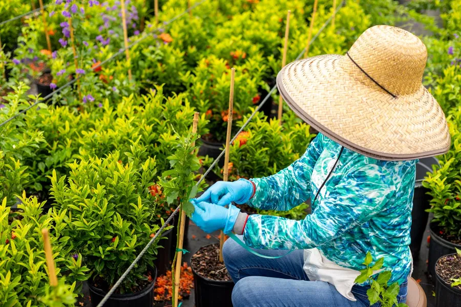 Springforbi Plant Nursery