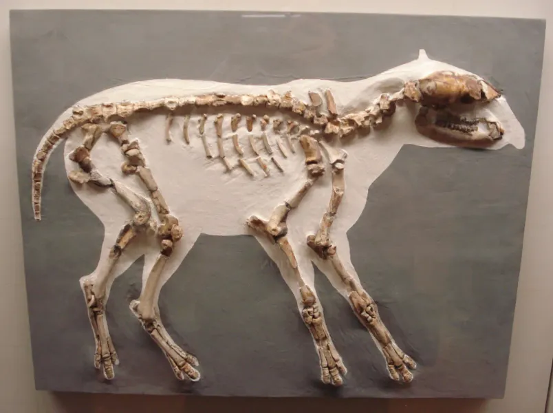 Stuttgart State Museum of Natural History