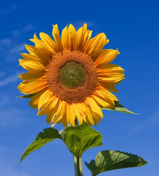 Sunflower Fields