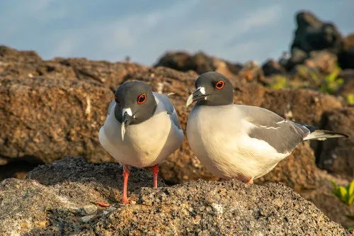 Swallow-Tailed Gull Nesting Site