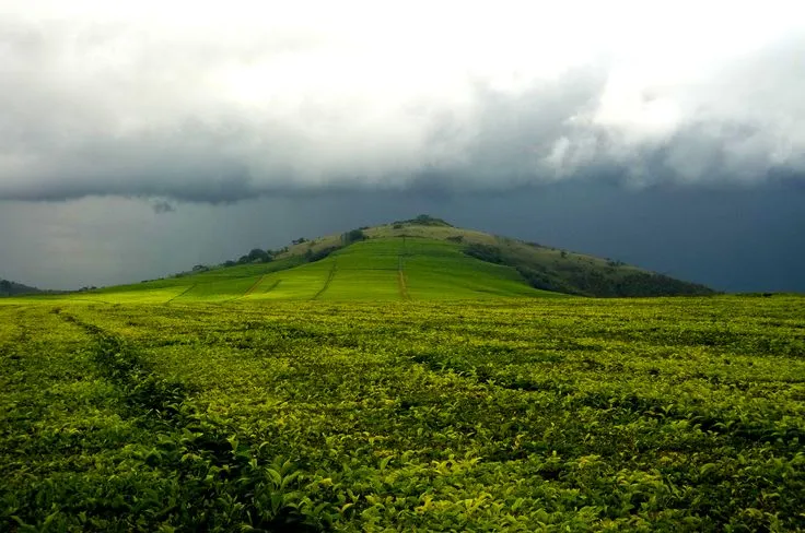 Tanganda Tea Estate