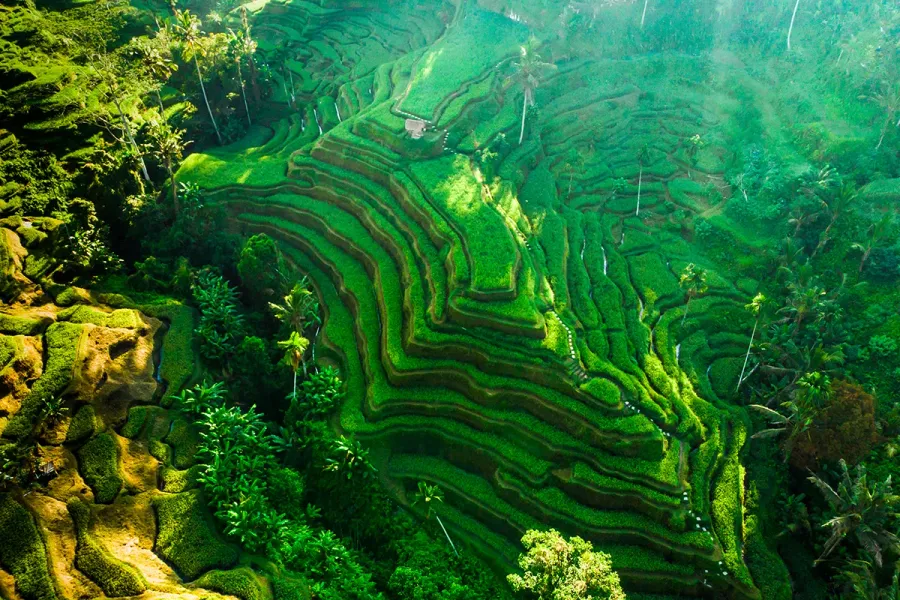 Tegallalang Rice Terraces