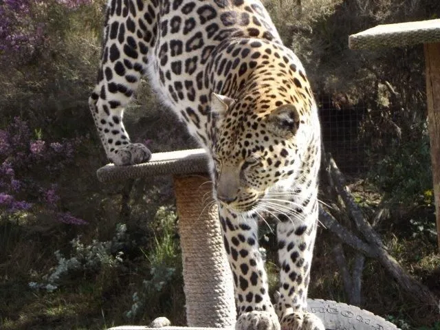 Tenikwa Wildlife Awareness Centre