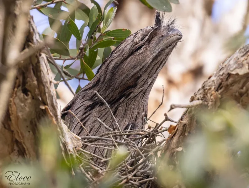 Tilligerry Habitat
