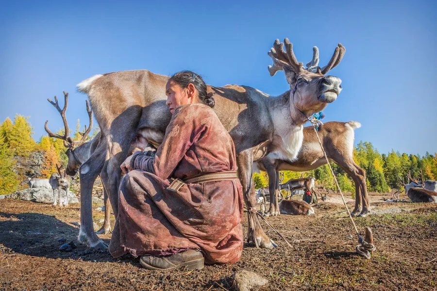 Tsaatan Reindeer Herders