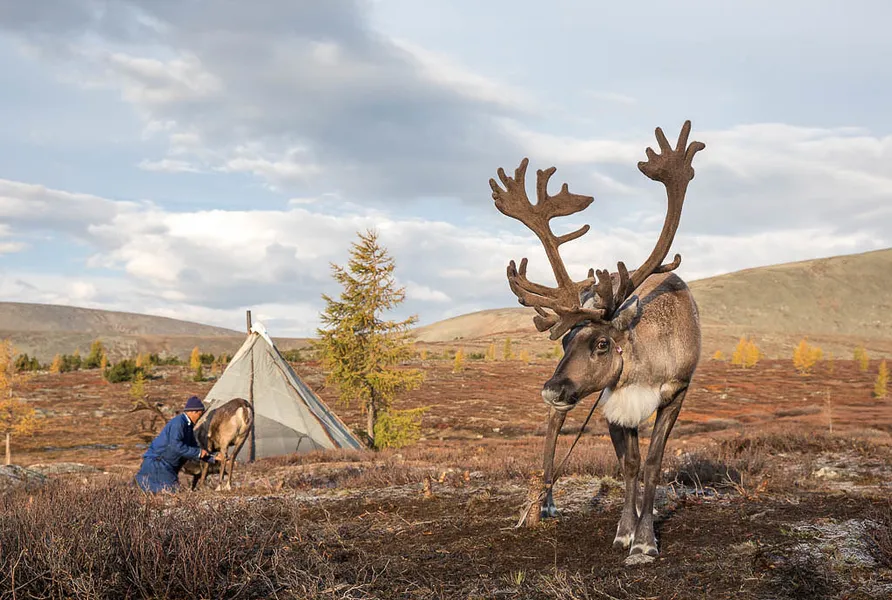 Tsaatan Reindeer Herders (Seasonal)