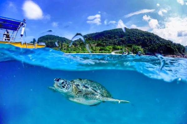 Turtle Sanctuary