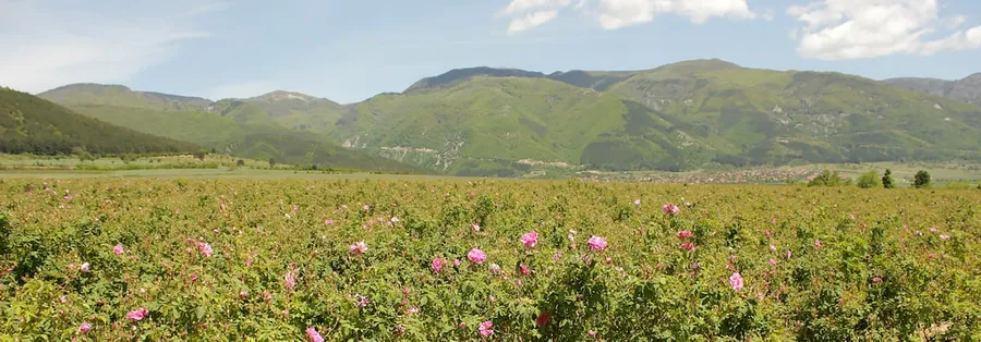 Valley of the Roses