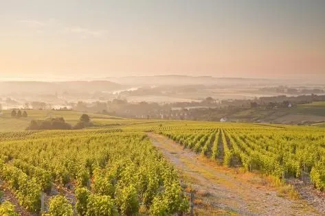 Vineyards of Sancerre