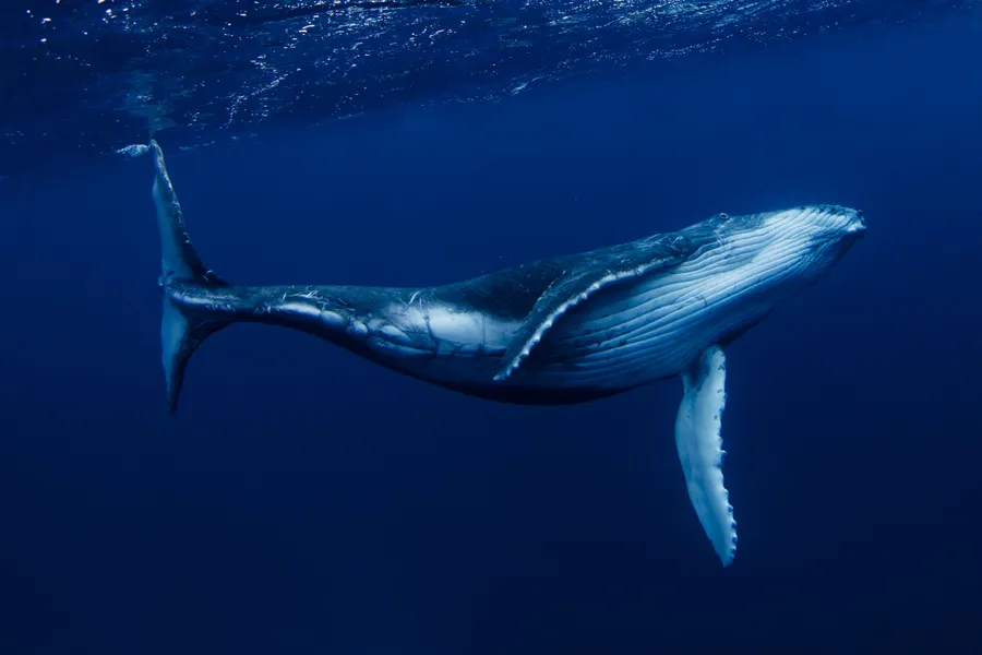 Whale Shark Tours