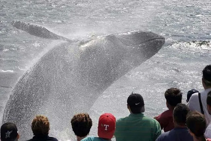 Whale Watching Tours