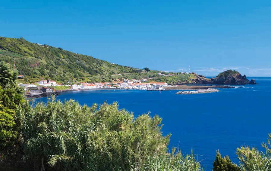 Whale Watching Tours
