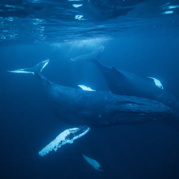 Whale Watching Tours (seasonal)