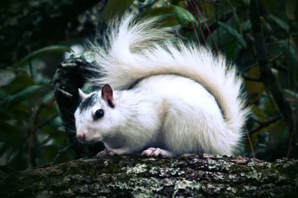 White Squirrel Institute