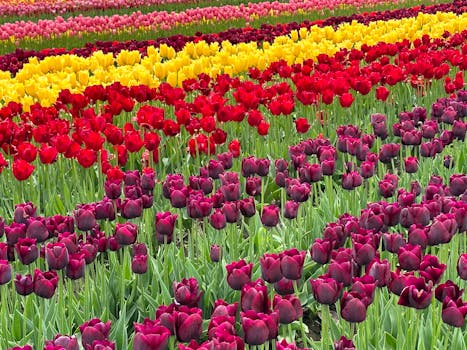 Abbotsford Tulip Festival