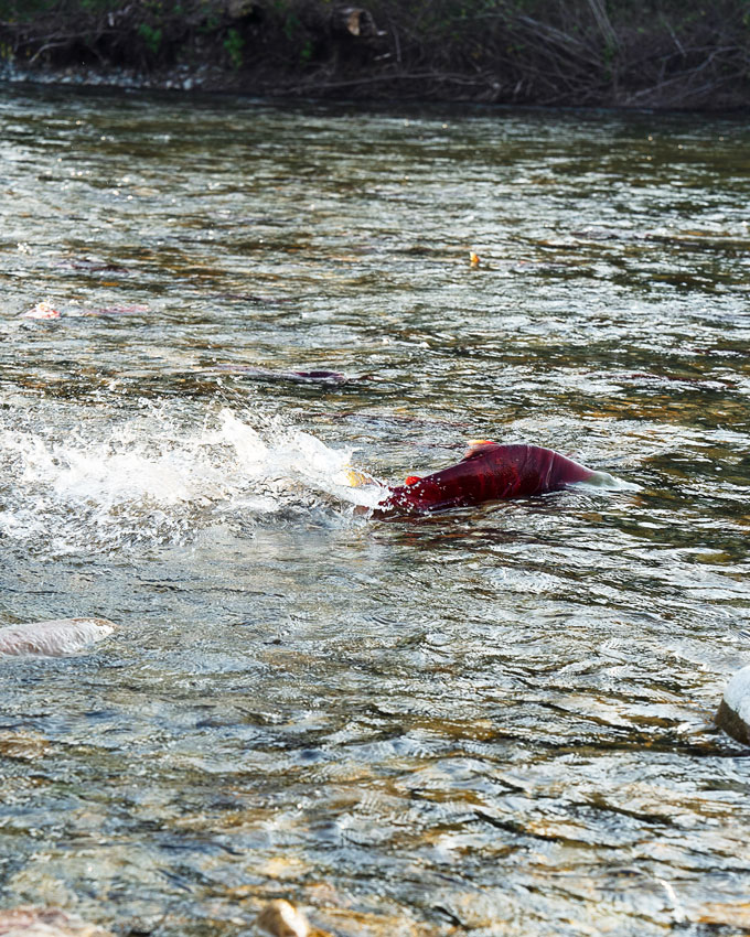 Adams River Salmon Run