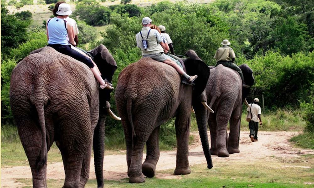 Addo Elephant Back Safaris