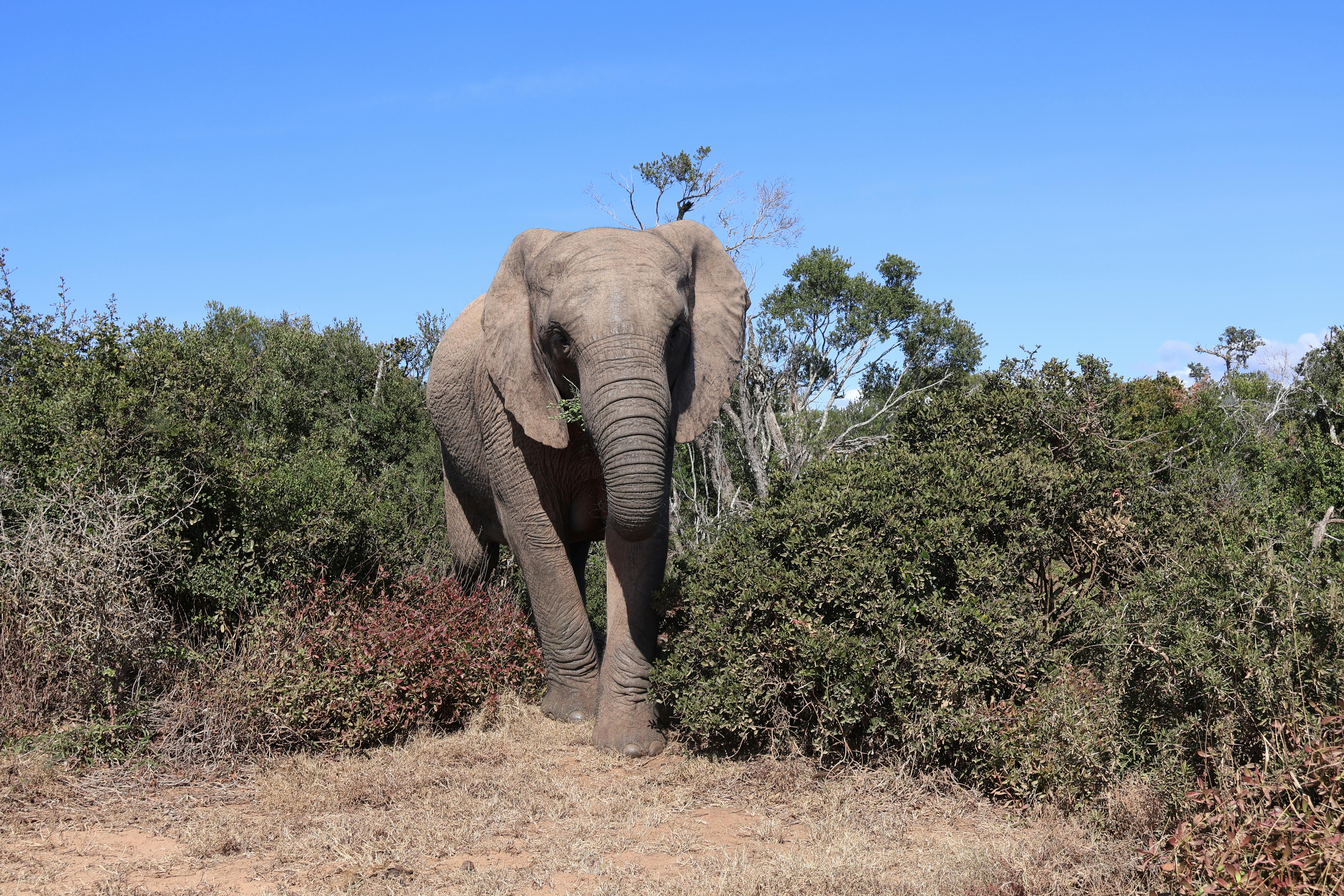 Addo Elephant National Park