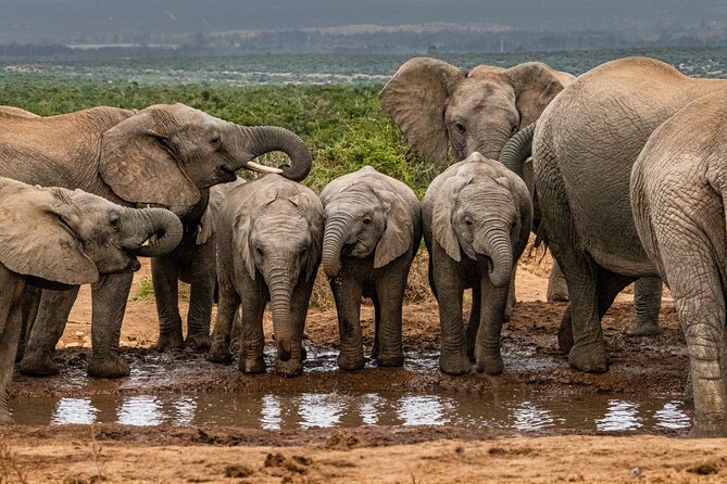 Addo Elephant National Park