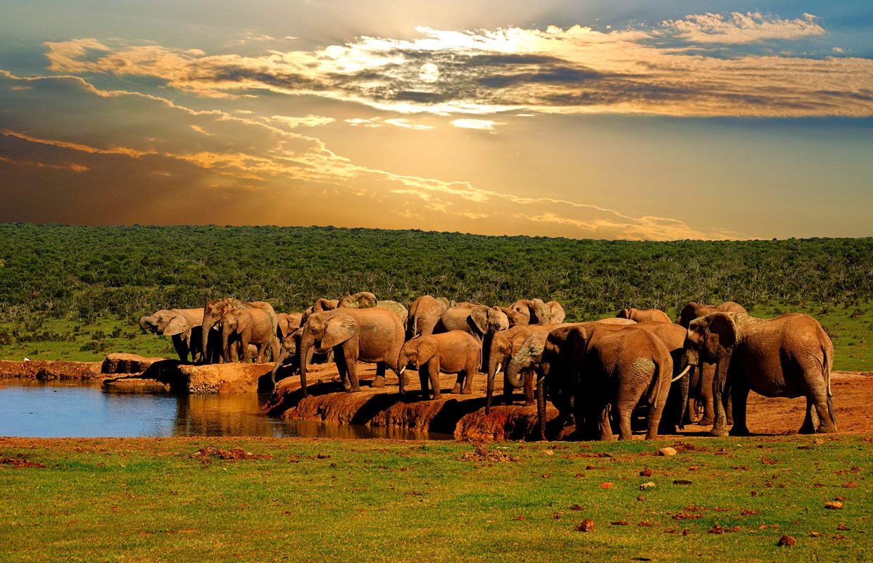 Addo Wildlife