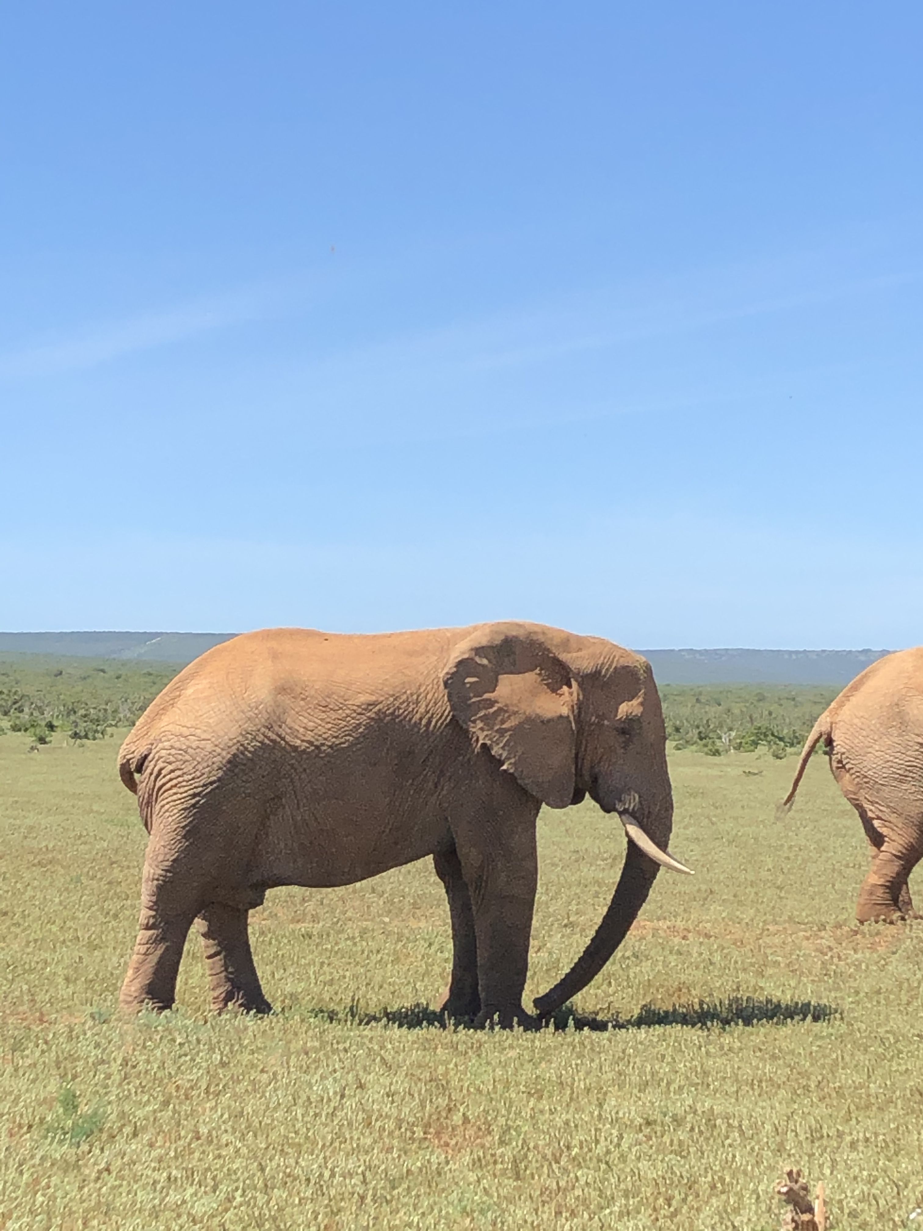 Addo Wildlife Centre