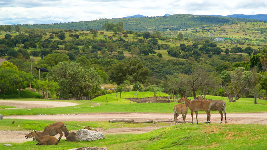 Africam Safari