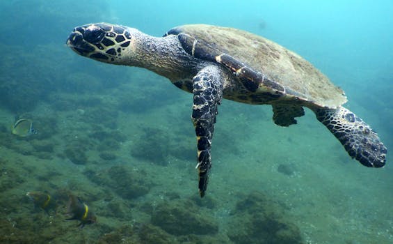 Agua Rica Diving Center