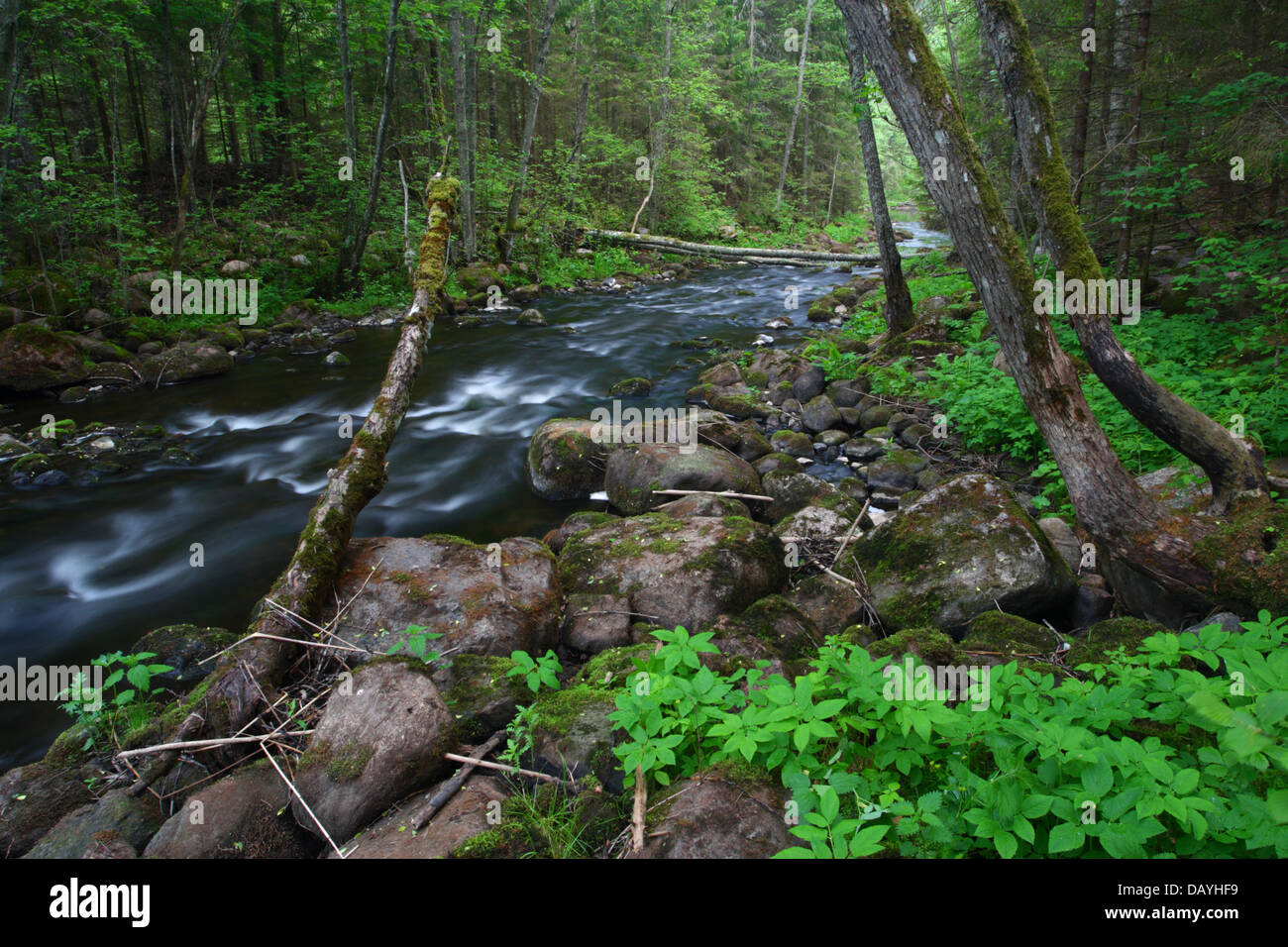 Ahja River Nature Trail