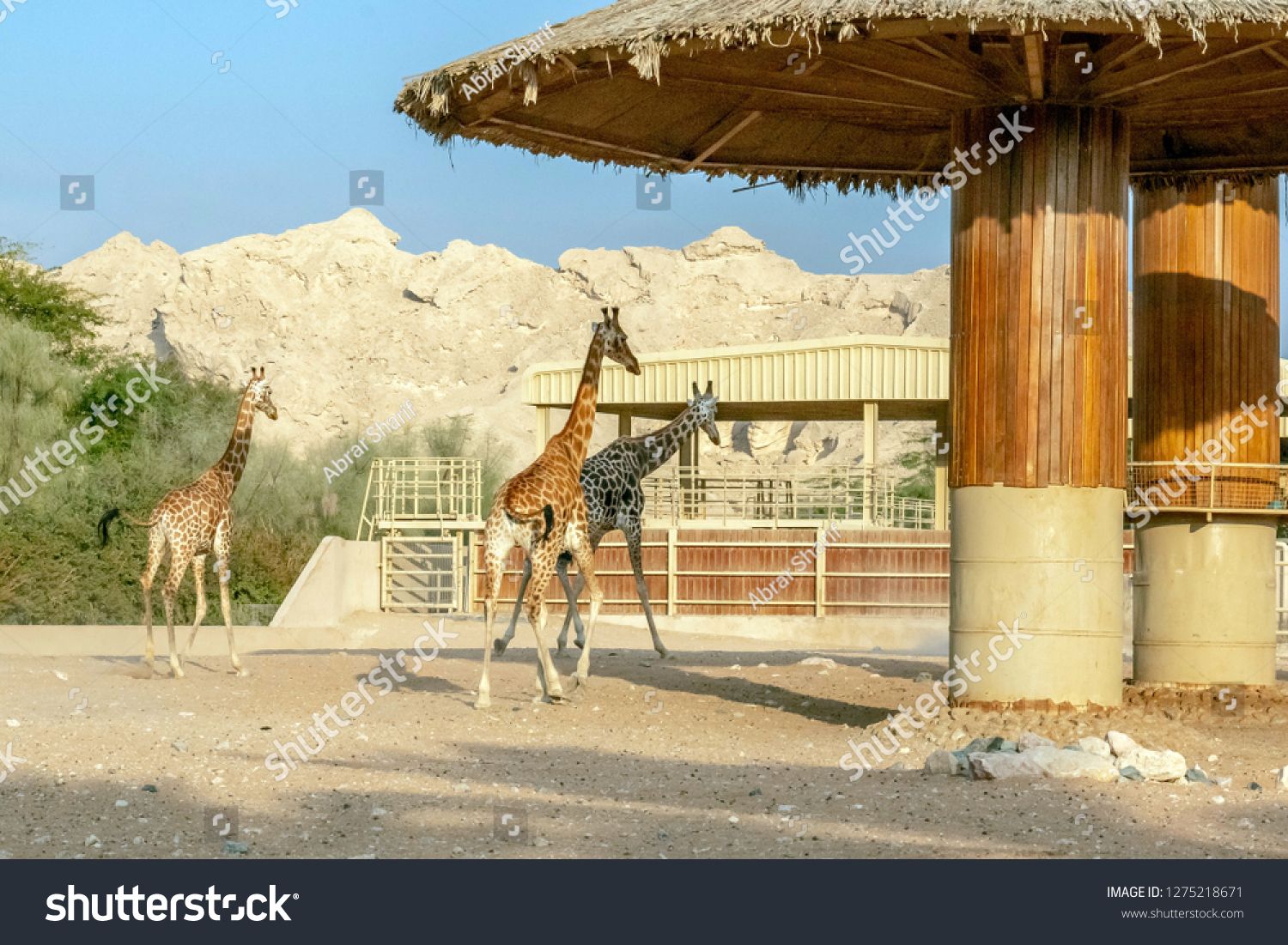 Al Ain Zoo