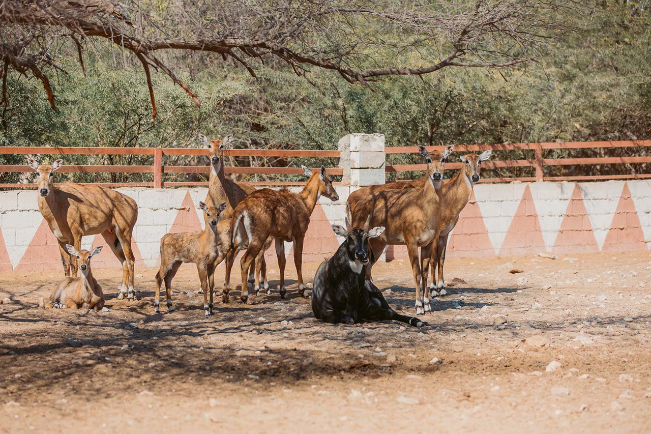 Al Dosari Zoo and Game Reserve