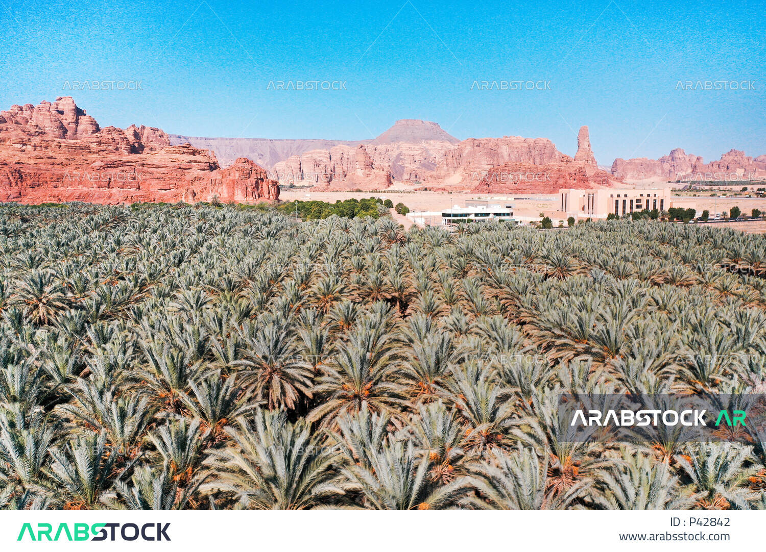 Al Ula Date Palm Plantation